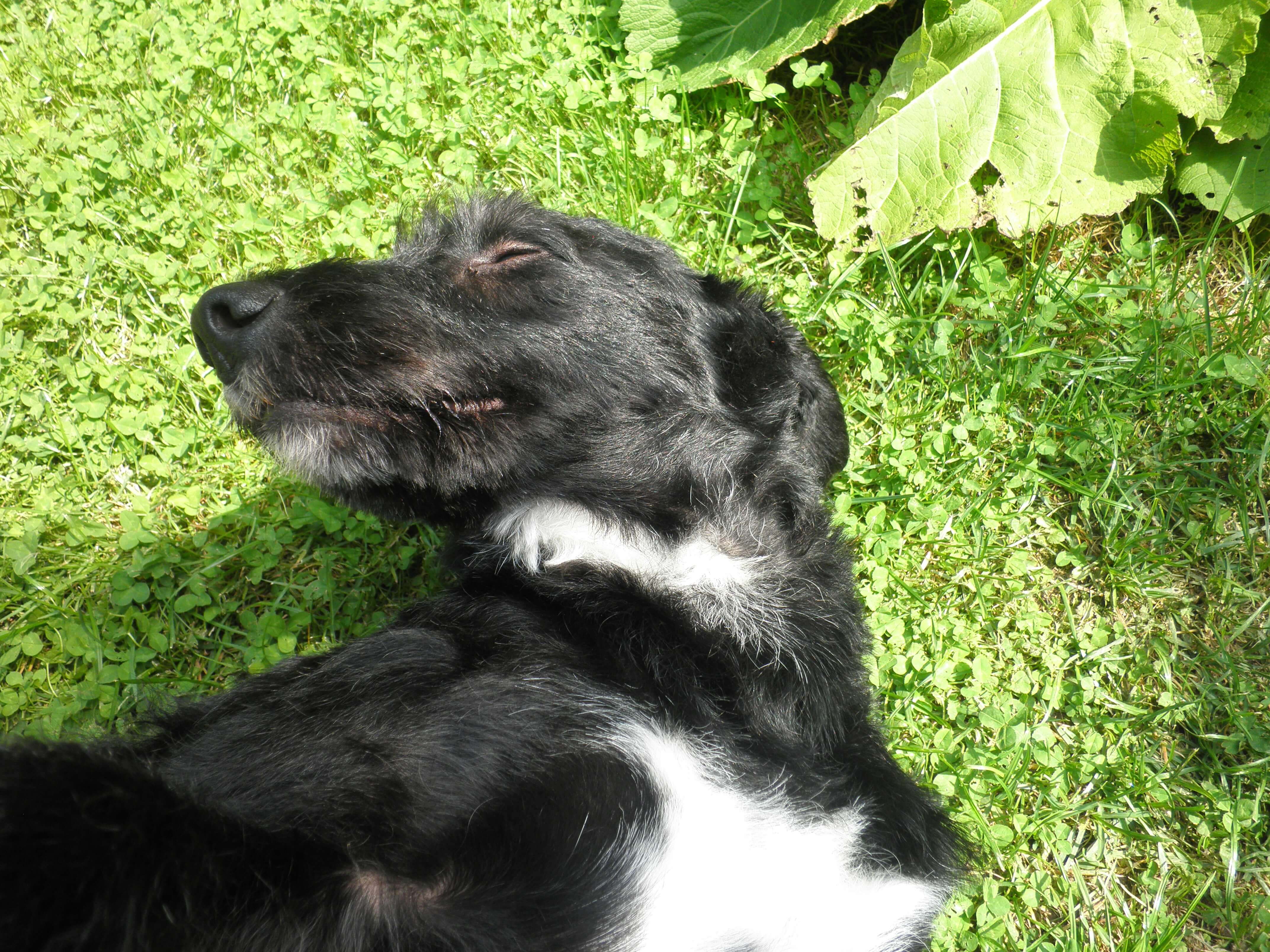 Mit Hund nach Marokko (Teil2) Azul Marokko!